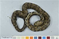 藏品(菊池氏龜殼花)的圖片